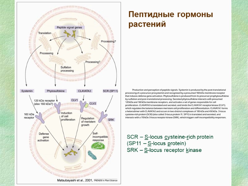 SCR – S-locus cysteine-rich protein (SP11 – S-locus protein) SRK – S-locus receptor kinase